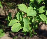 Spiraea chamaedryfolia. Листья. Московская обл., г. Павловский Посад, в озеленении. 13.05.2016.