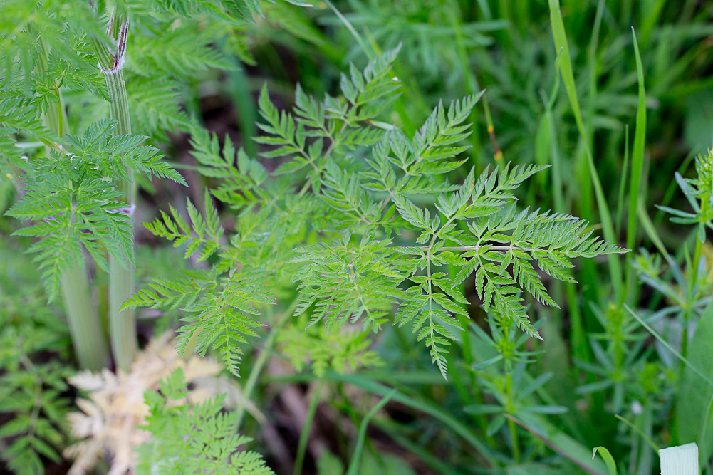 Image of Anthriscus sylvestris specimen.