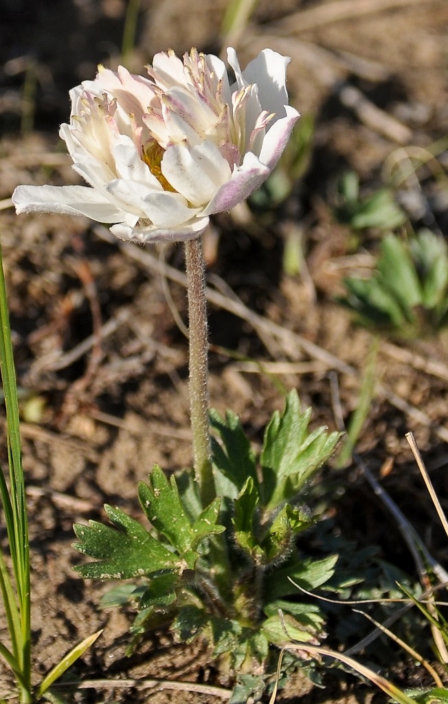 Image of Anemone sylvestris specimen.