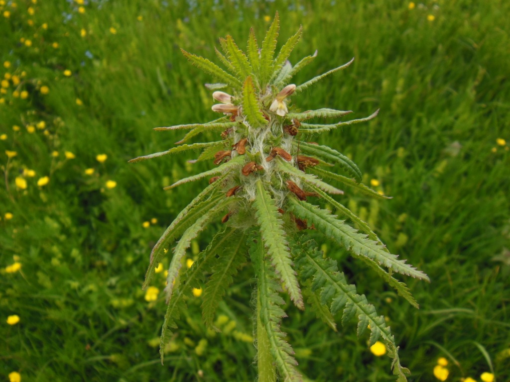 Image of Pedicularis wilhelmsiana specimen.