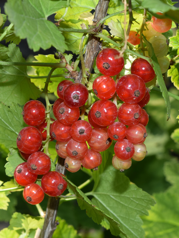 Изображение особи Ribes rubrum.