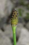 Equisetum ramosissimum. Верхушка побега со стробилом. Крым, Байдарская долина, окр. с. Кизиловое, берег пруда. 9 июня 2016 г.