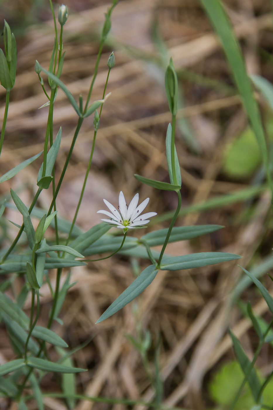 Изображение особи Stellaria palustris.