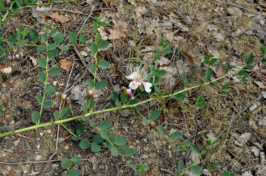 Изображение особи Capparis herbacea.