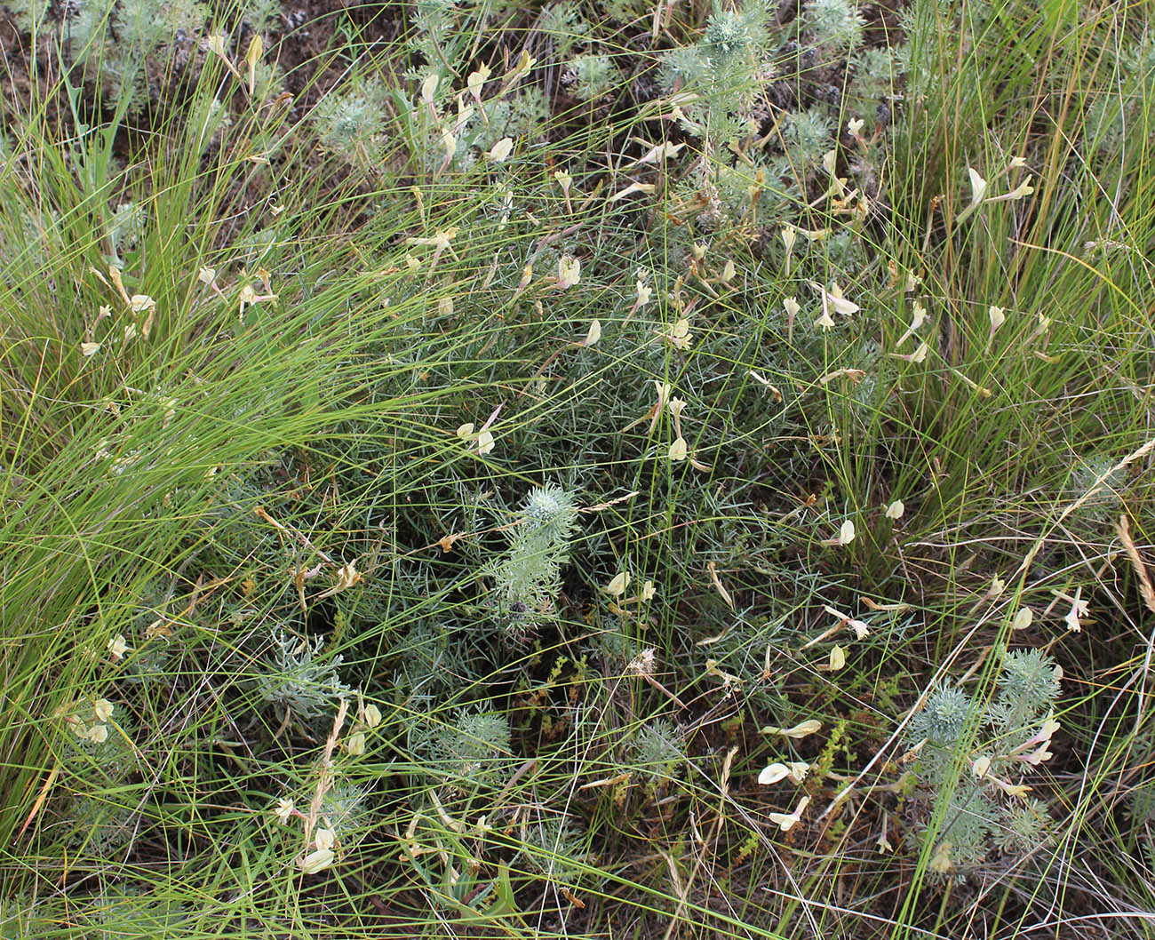 Изображение особи Astragalus ucrainicus.