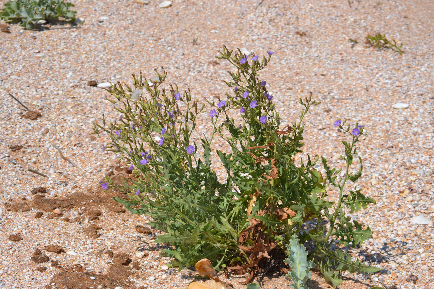 Image of Lactuca tatarica specimen.