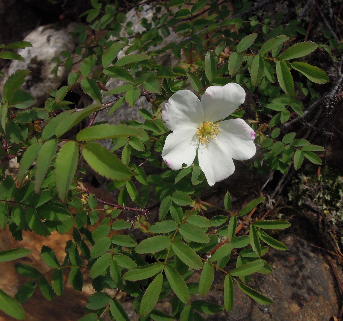 Image of Rosa oxyacantha specimen.