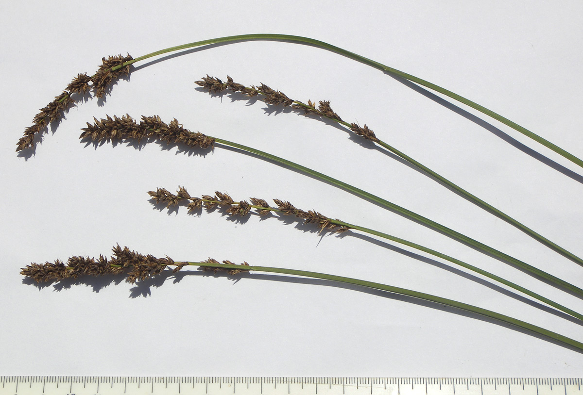 Изображение особи Carex paniculata.