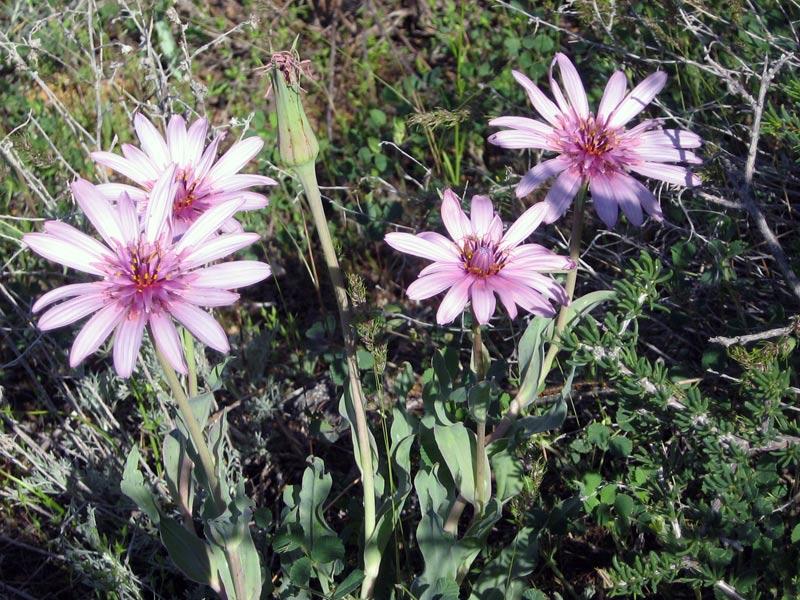 Image of Tragopogon marginifolius specimen.