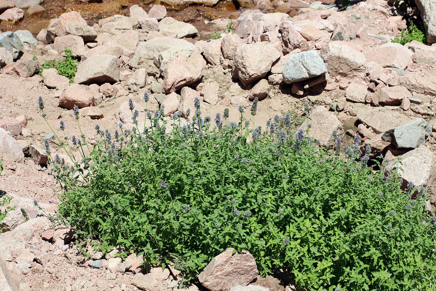 Image of Nepeta alatavica specimen.