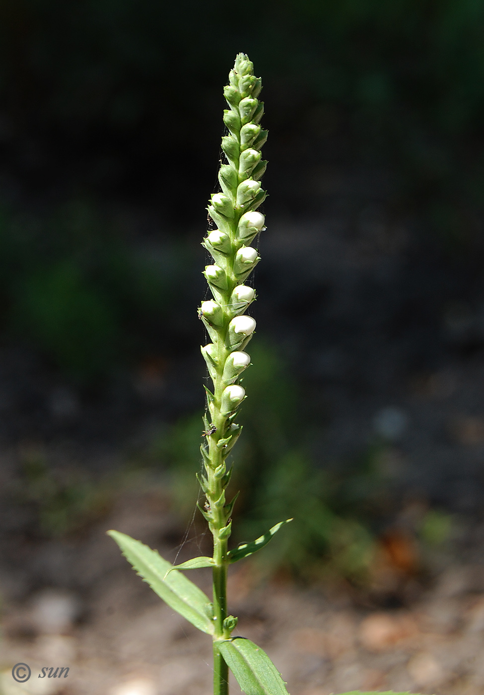 Image of Physostegia virginiana specimen.