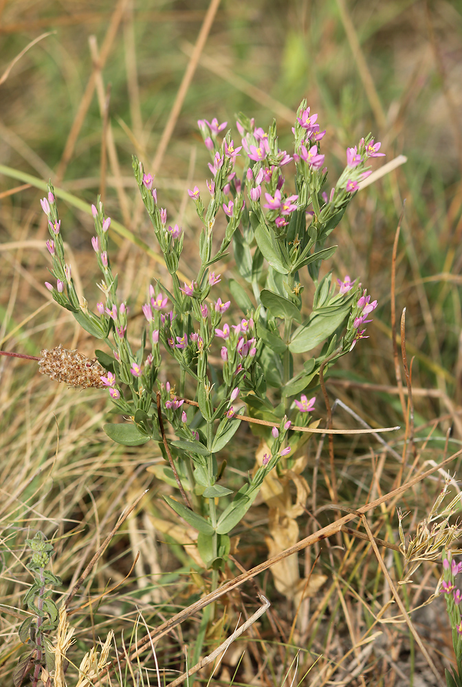 Изображение особи Centaurium spicatum.