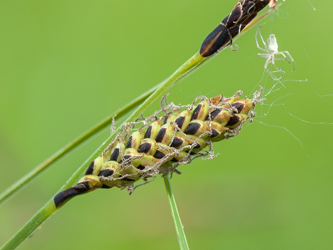 Image of Carex juncella specimen.