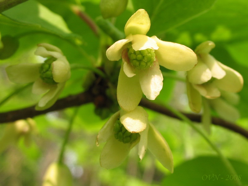 Image of Schisandra chinensis specimen.