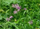 Coccyganthe flos-cuculi