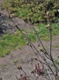 Syringa pubescens ssp. patula