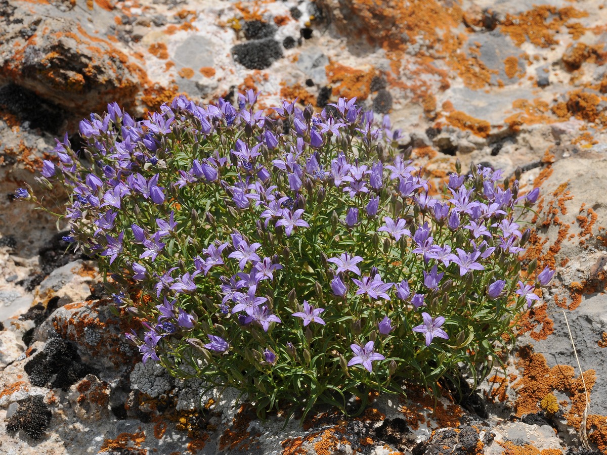 Image of Sergia sewerzowii specimen.