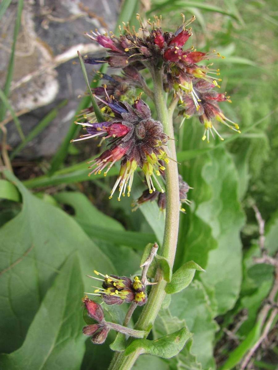 Изображение особи Solenanthus circinnatus.