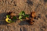 Calystegia soldanella. Плодоносящее растение со вскрывшимися плодами и высыпавшимися семенами на песчано-ракушечном пляже. Крым, Керченский п-ов, окр. с. Яковенково, вблизи Кыз-Аульского маяка. 12.08.2016.