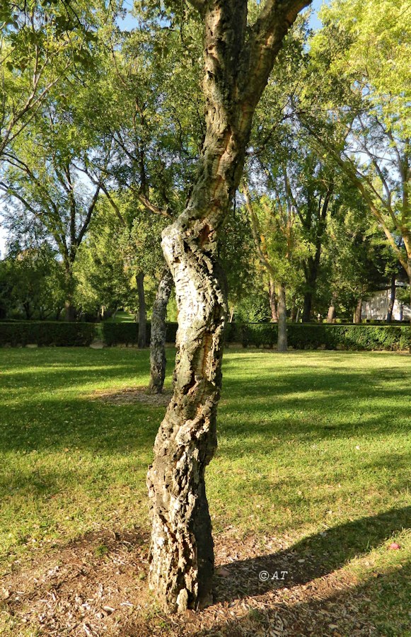 Image of Quercus suber specimen.