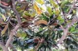 Magnolia grandiflora. Часть кроны плодоносящего растения. Крым, Ялта, набережная, в культуре. 13.10.2016.