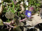 Veronica triloba