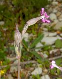 Pleconax conica