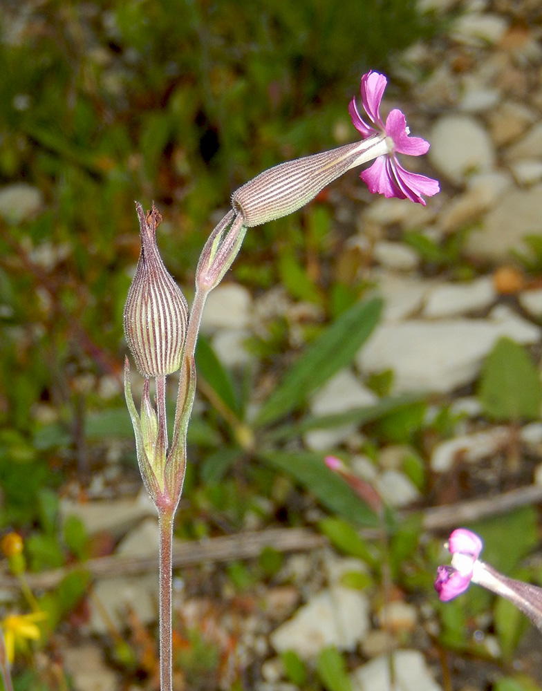 Image of Pleconax conica specimen.