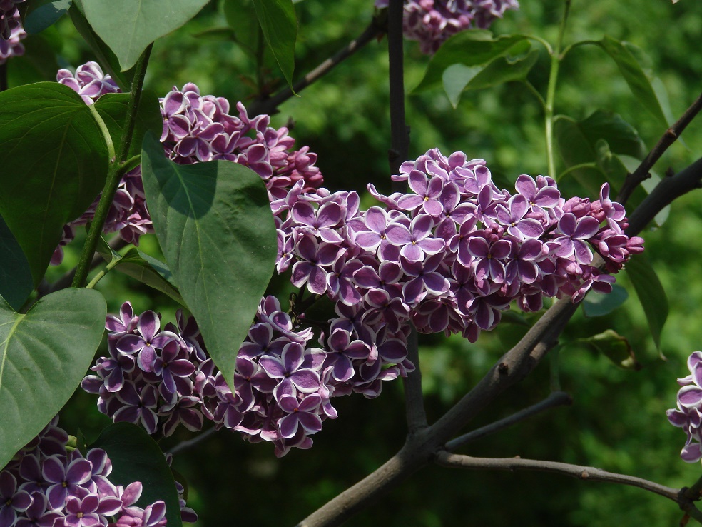 Изображение особи Syringa vulgaris.