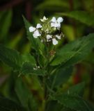 род Hesperis. Верхушка цветущего растения. Ярославская обл., Рыбинский р-н, с. Каменники, обочина грунтовой дороги. 19.08.2016.