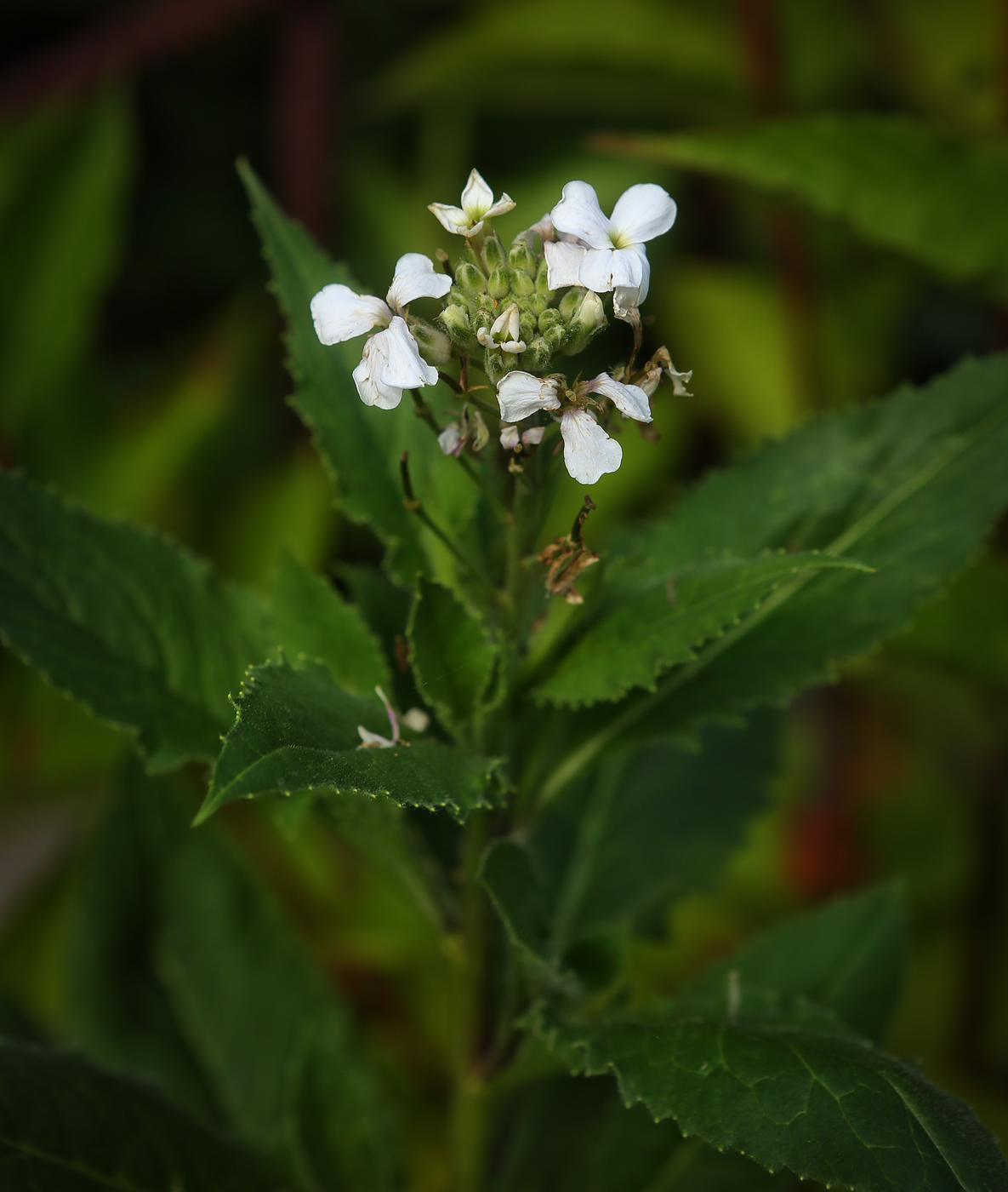 Изображение особи род Hesperis.