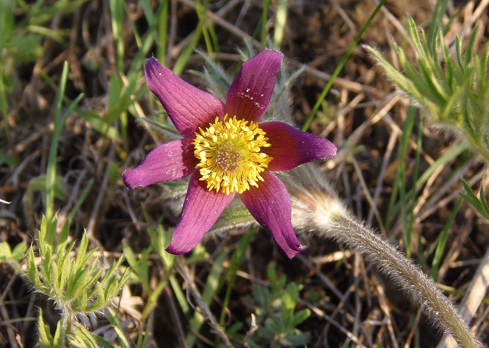 Image of Pulsatilla ucrainica specimen.