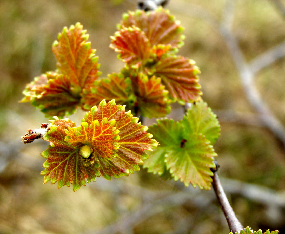 Image of Betula czerepanovii specimen.