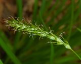 Carex sylvatica