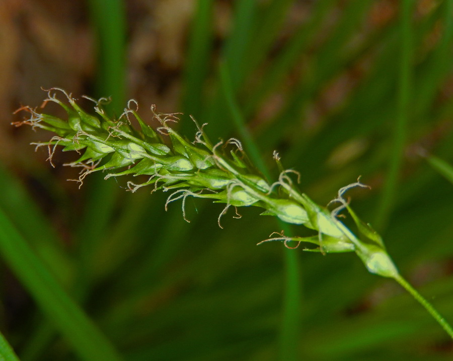 Изображение особи Carex sylvatica.