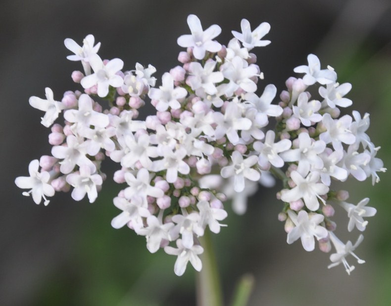 Image of Valeriana dioscoridis specimen.