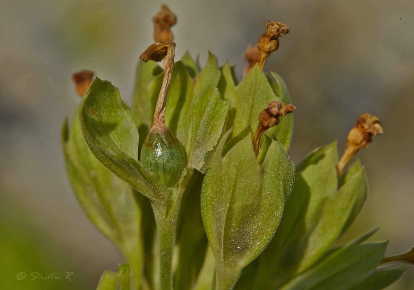Image of Primula veris specimen.