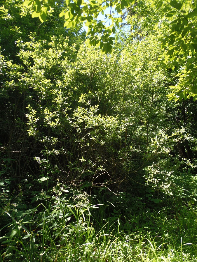 Image of Salix cinerea specimen.