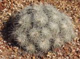 Mammillaria parkinsonii. Цветущее растение. Австралия, Новый Южный Уэльс, пос. Лайтнинг Ридж, питомник кактусов, основанный в 1966 г. Джоном и Элизабет Беван (Bevan). 14.09.2009.