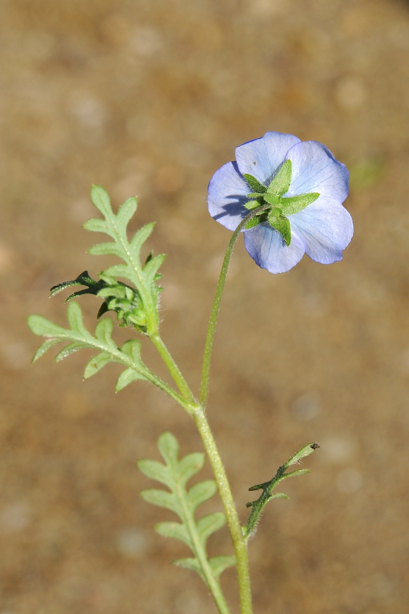 Изображение особи Nemophila menziesii.