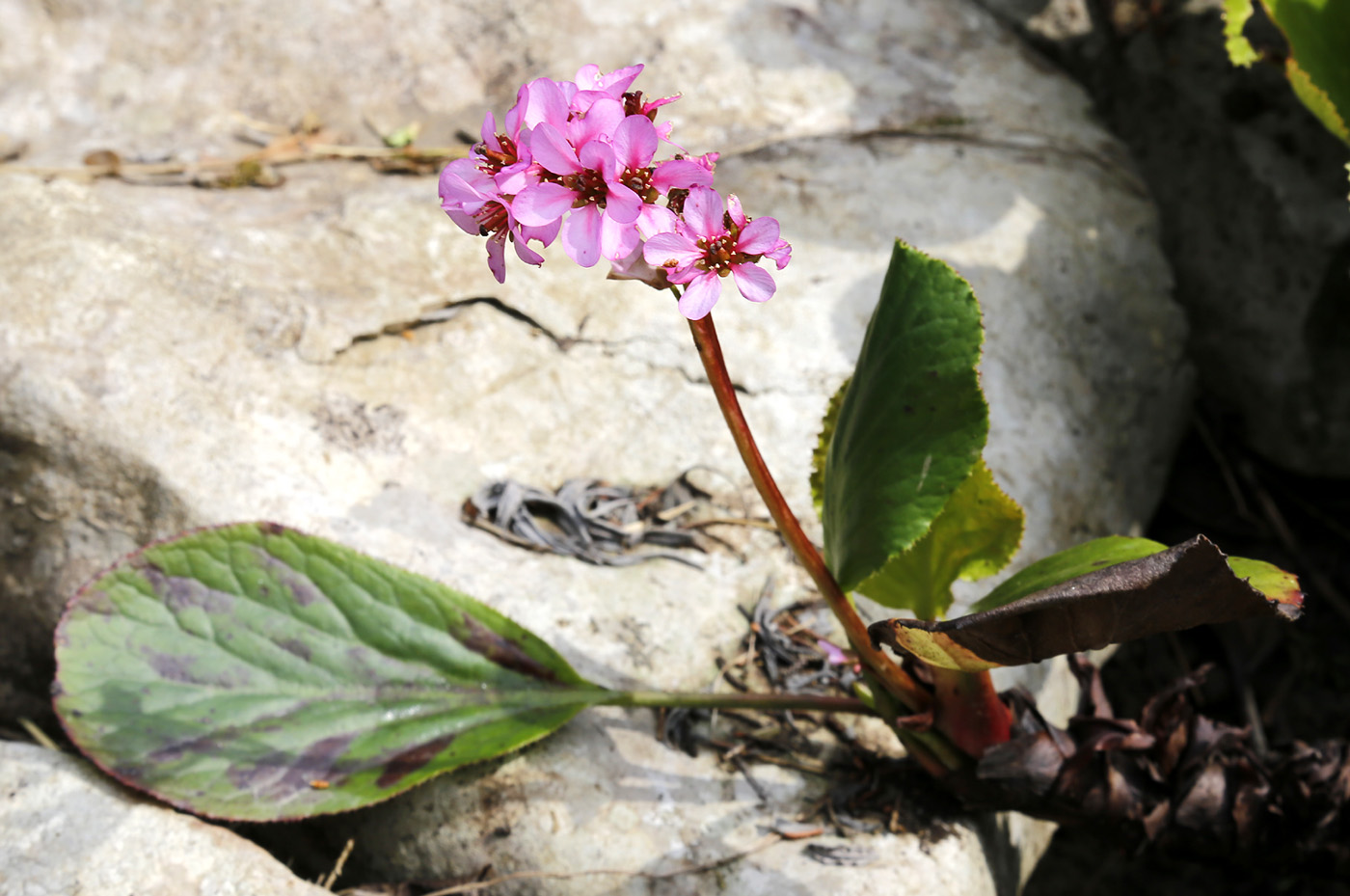 Изображение особи род Bergenia.