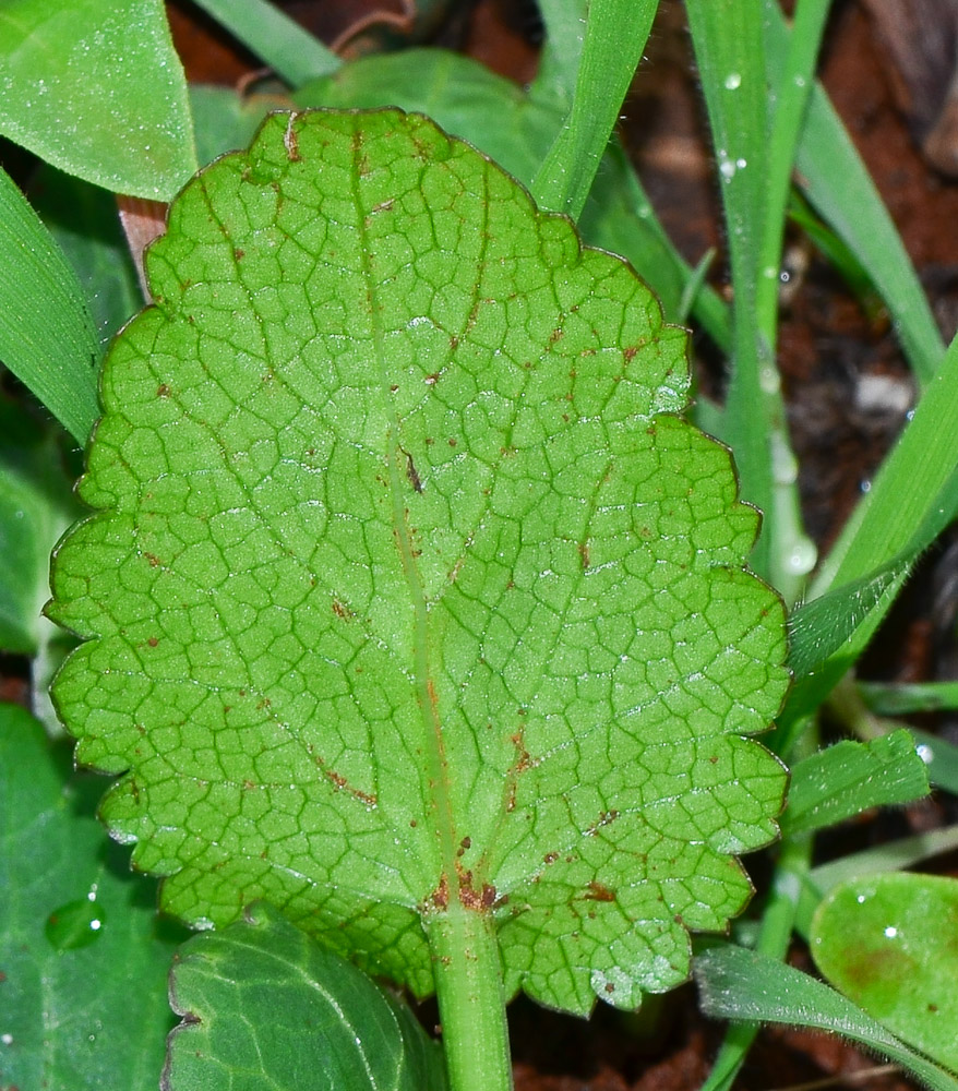 Image of Eryngium creticum specimen.