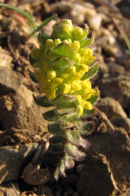 Image of Cruciata taurica specimen.