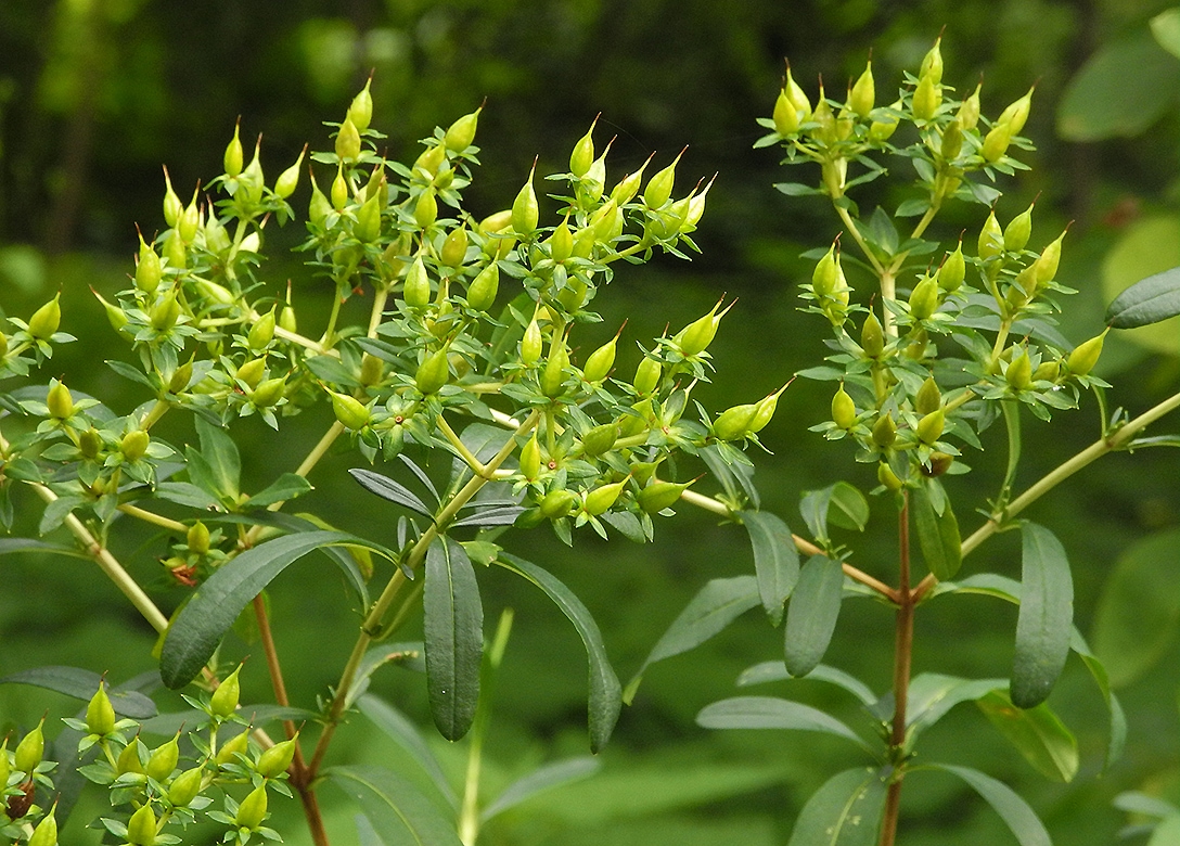 Image of Hypericum densiflorum specimen.