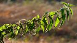 Urtica dioica. Верхушка растения с соцветиями. Донецк, пустырь. 29.08.2011.