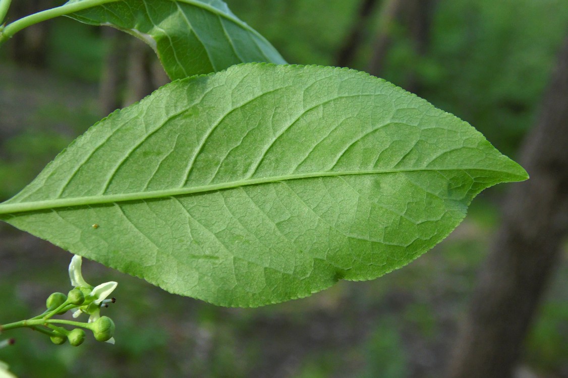 Image of Euonymus europaeus specimen.