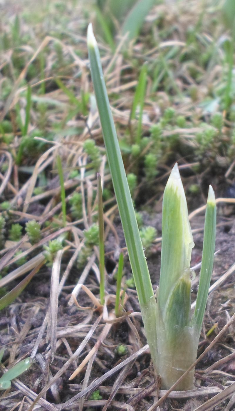 Изображение особи Iridodictyum reticulatum.