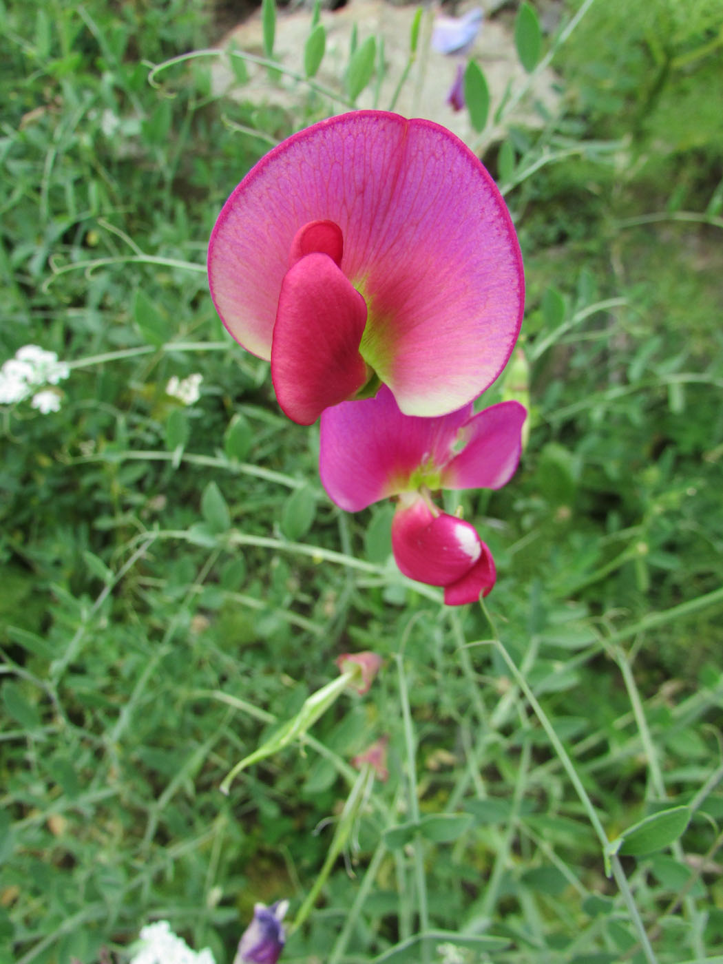 Изображение особи Lathyrus mulkak.