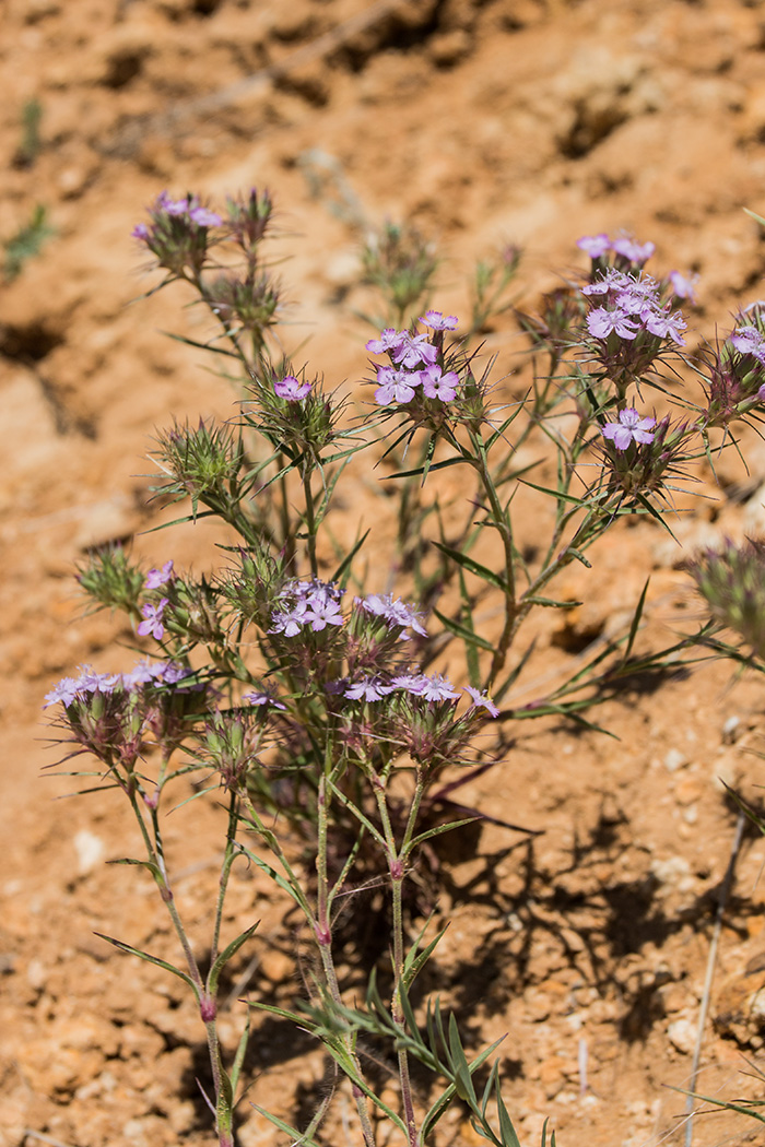 Image of Dianthus pseudarmeria specimen.