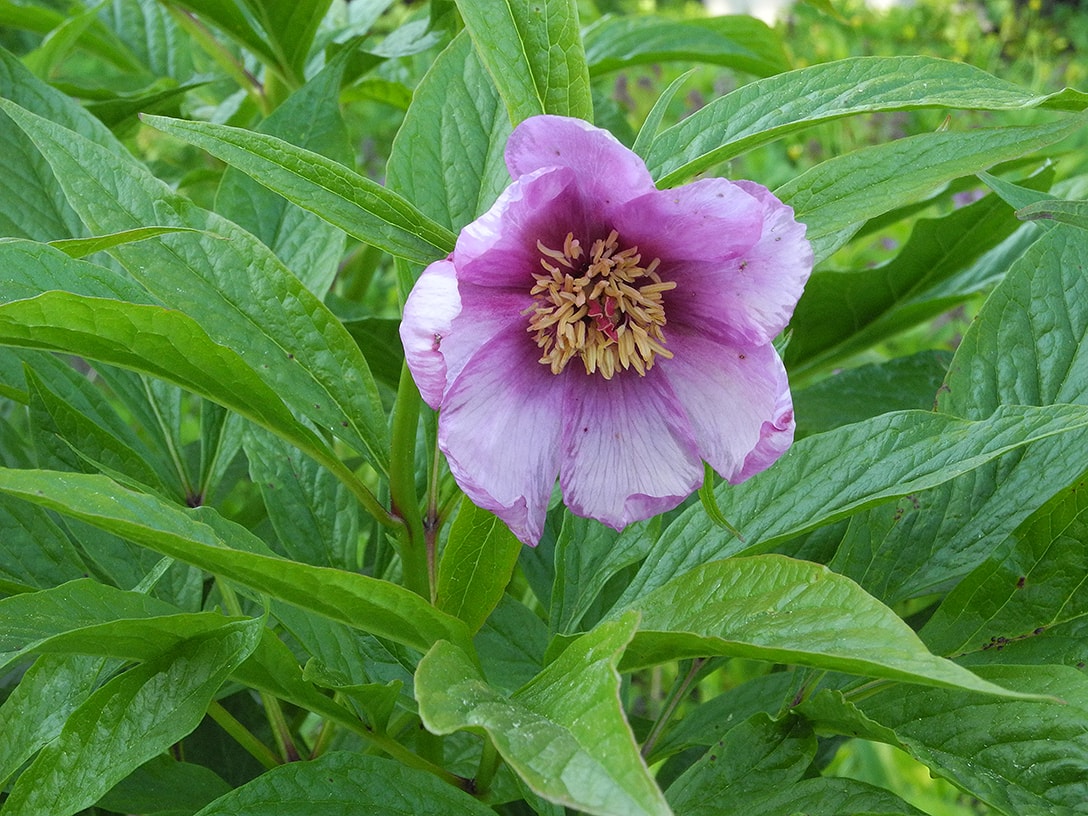 Изображение особи Paeonia mairei.